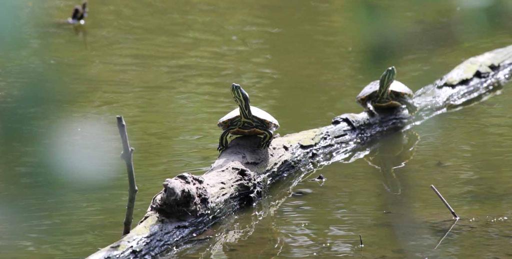 Turtles sun themselves on logs to warm up in the cool