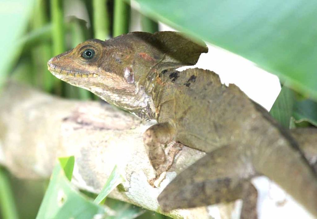 Big-eyed Basiliscus lizards hide from hawks among the leaves.
