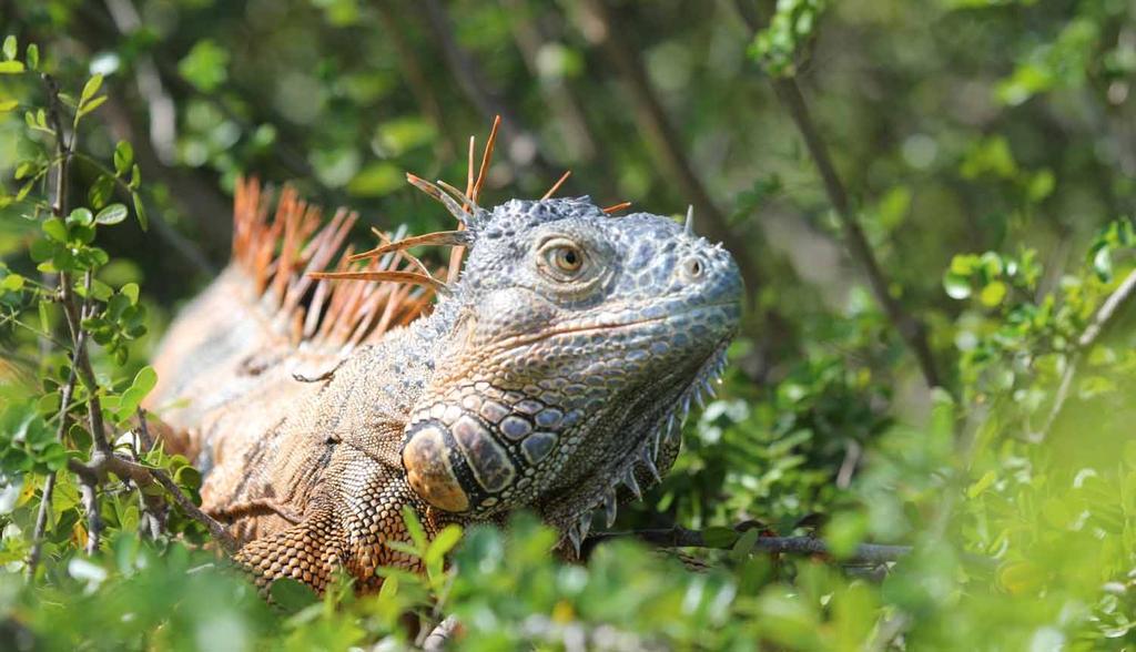 Big Green Iguanas live in the trees and feed on leaves, fruits, and flowers.