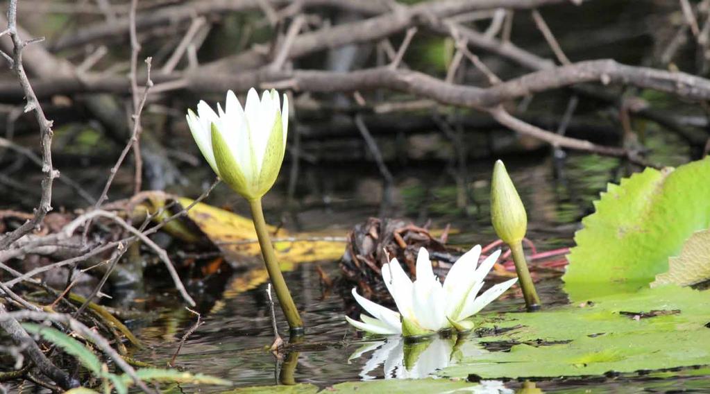 Water lilies form important small