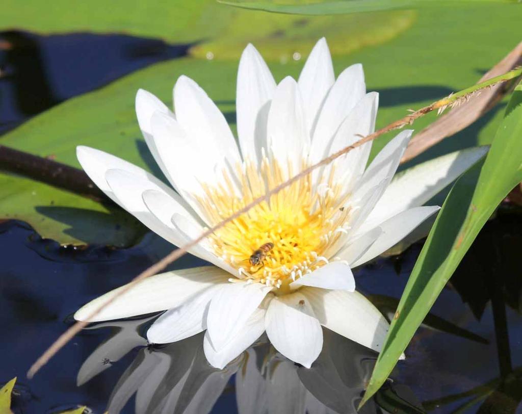 Honeybees pollinate the water lily