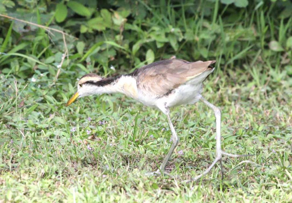 This baby jacana is hunting for insects in the grass.