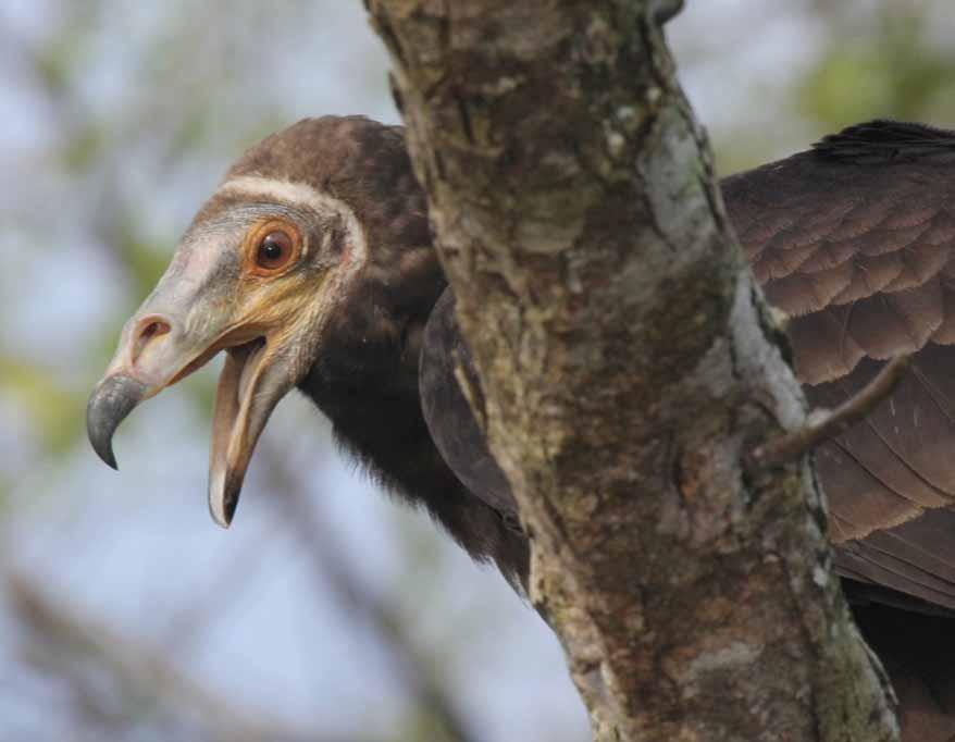 This Yellow-Headed Vulture is a big baby but