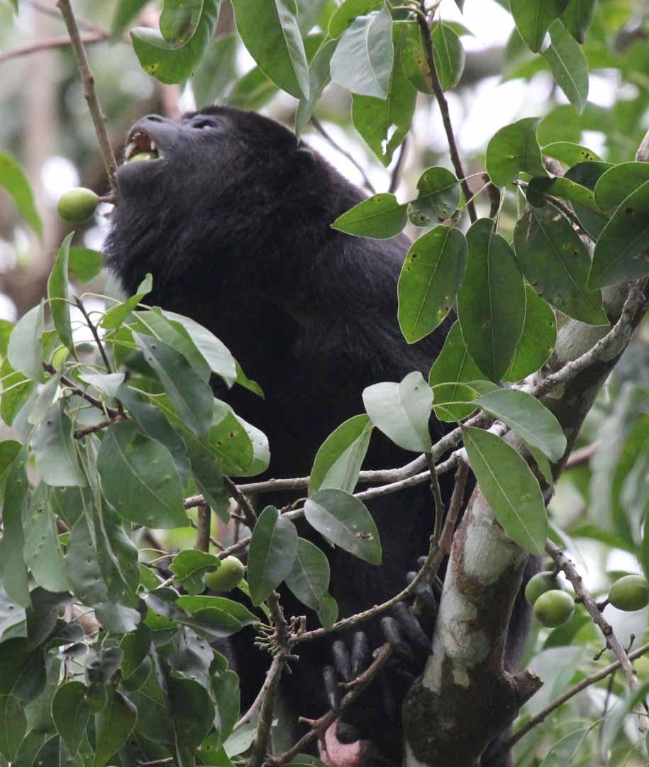 Black Howler Monkeys live in the trees surrounding the lagoon.