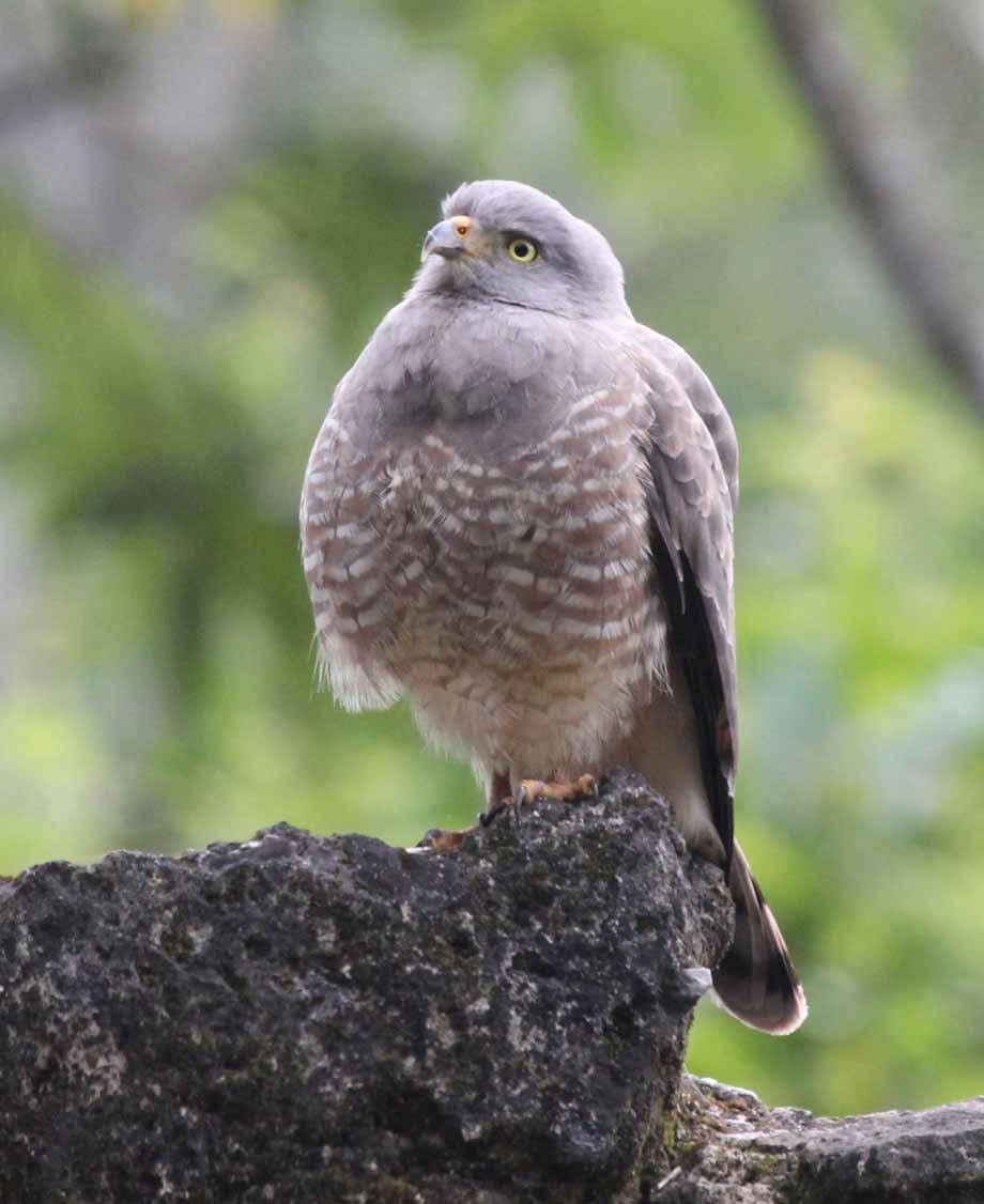 Roadside Hawks are a common small predator that are often seen perched on