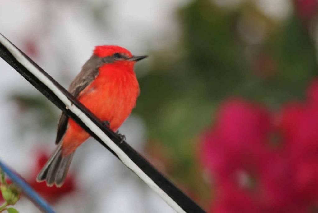 This Vermilion Flycatcher likes to hunt insects in the