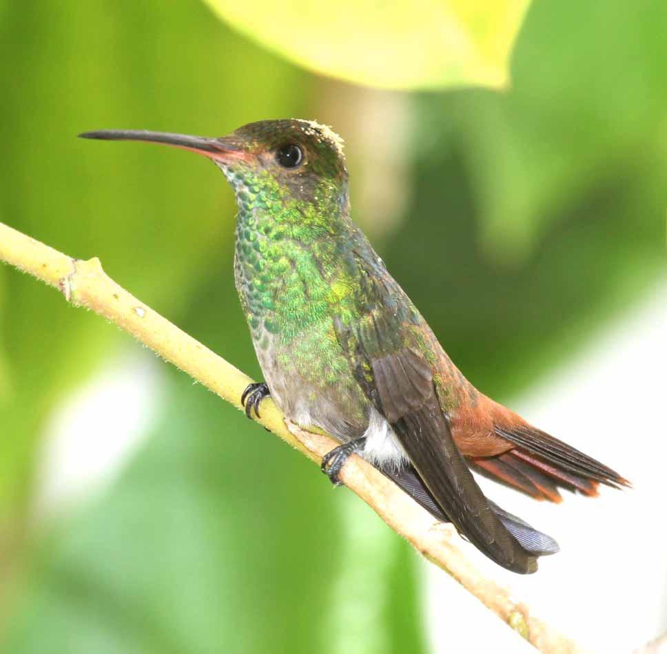 Hummingbirds in this area include several species that all feed on nectar gathered from flowers, as well as