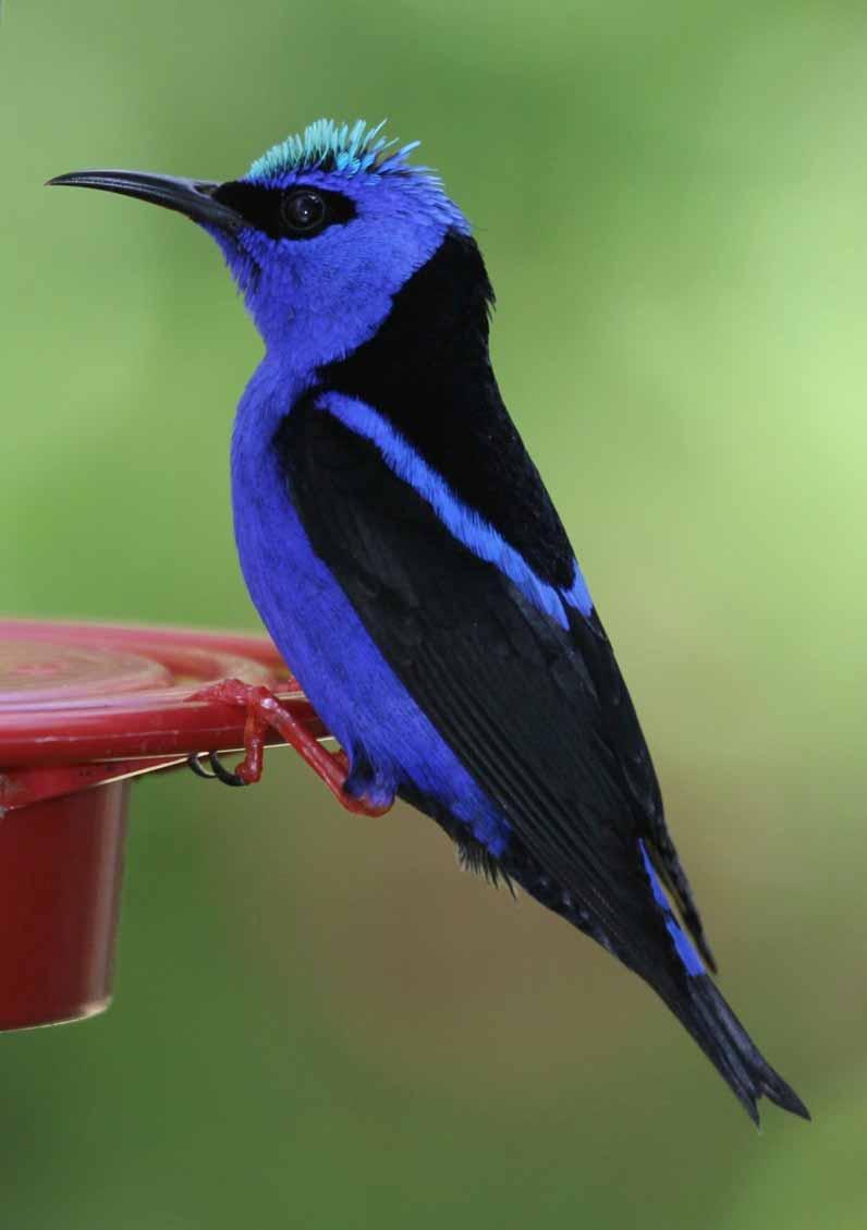 Red-Legged Honeycreepers also feed on nectar and pollinate flowers as they feed.