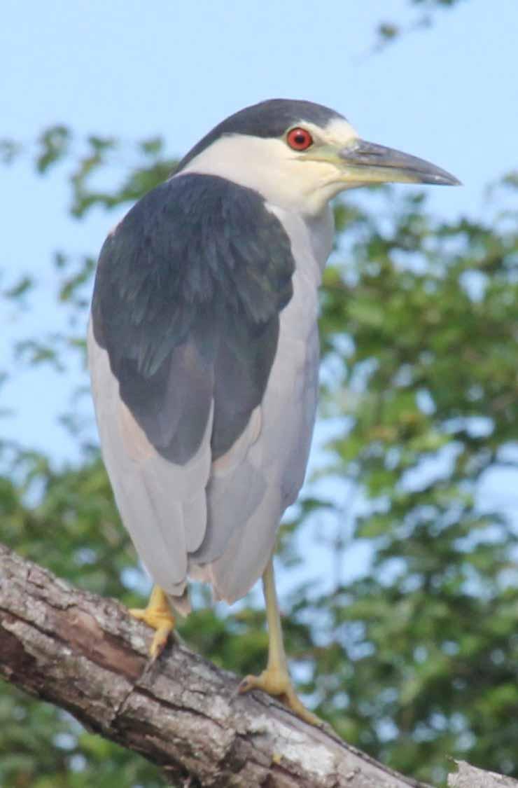 This Black-Crowned Night Heron watched us from a high branch.