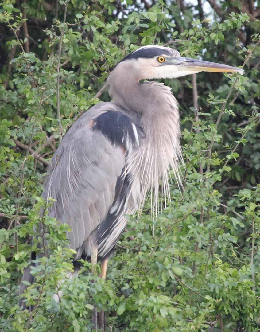 Herons are birds that hunt fish and frogs and nest in trees above water.