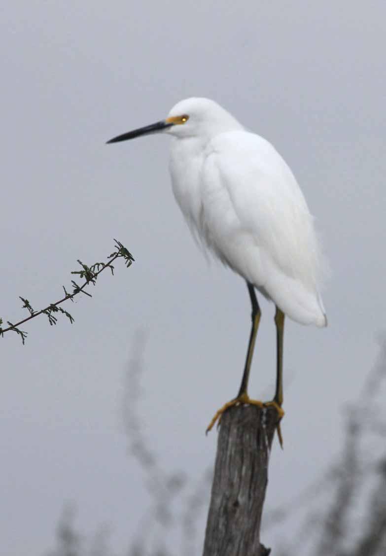 Snowy Egrets are small white herons with black legs and yellow feet