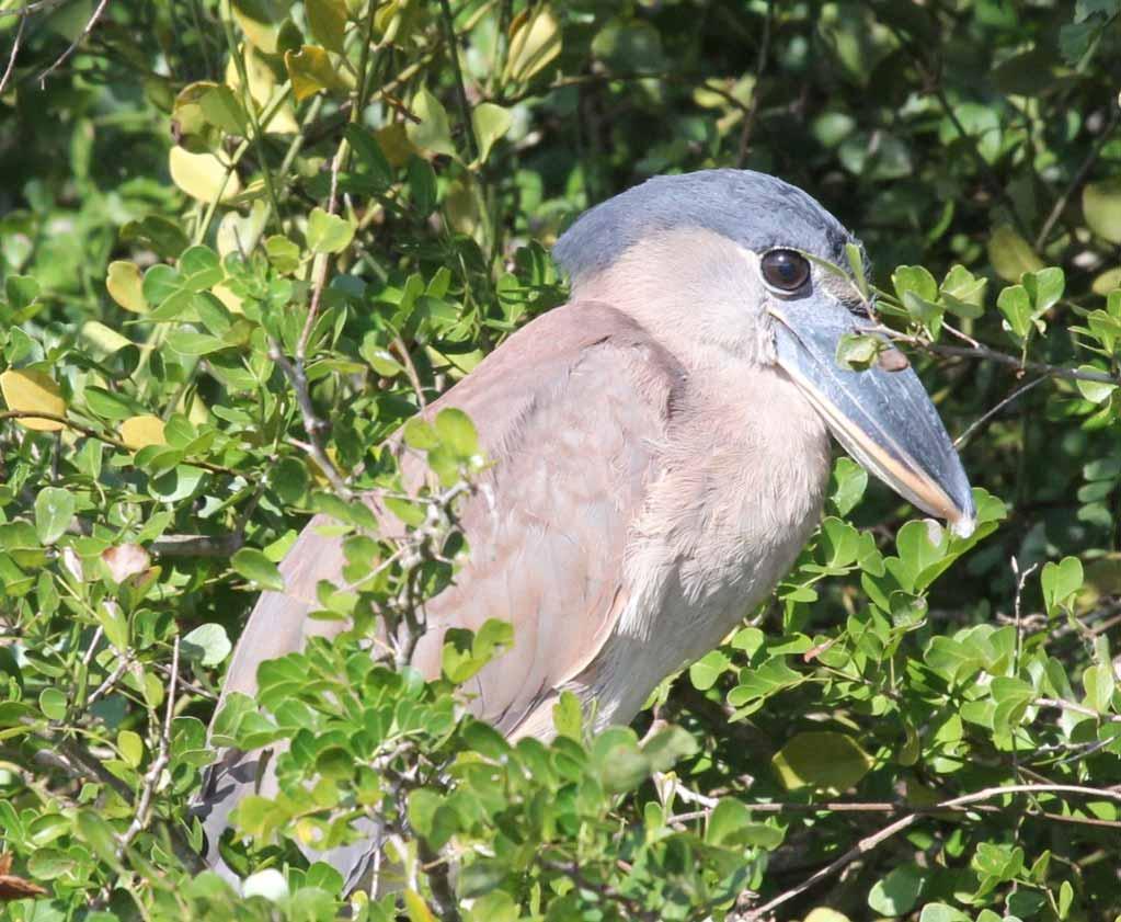 This is a Boat-billed Heron. Compare its bill with that of other herons.