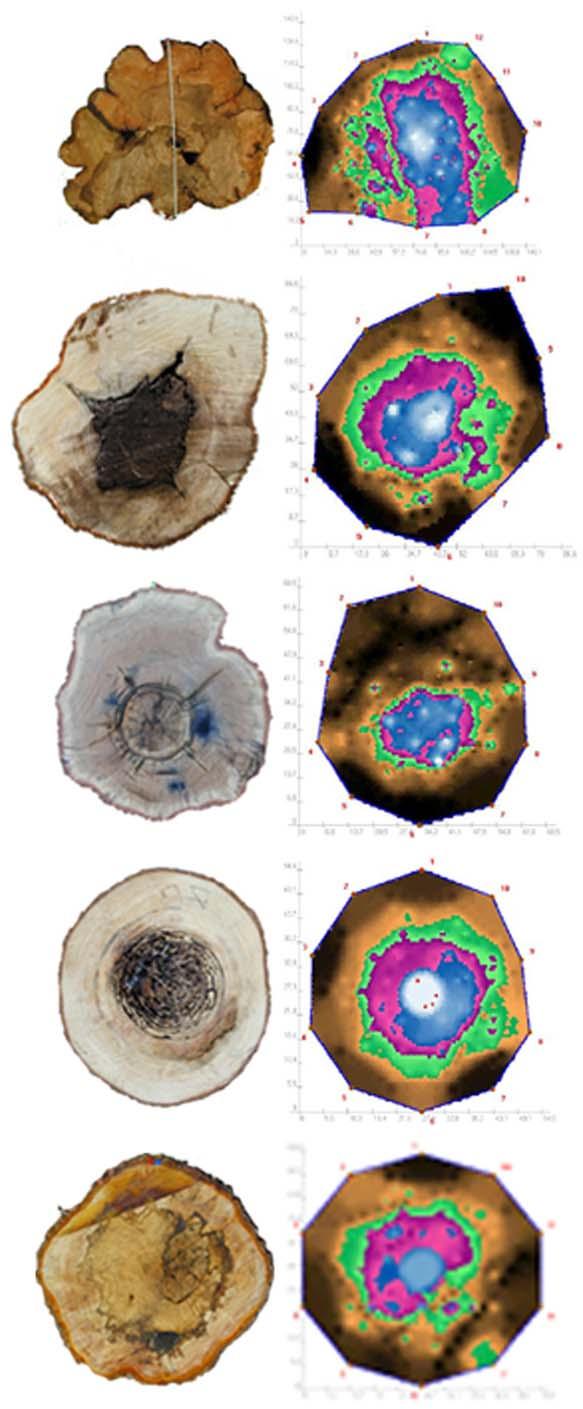 4.3. Examples for tomogramms of the Linden tree with a severe Ustulina deusta infection (Germany) Linden tree with a large filled cavity (Germany) Red