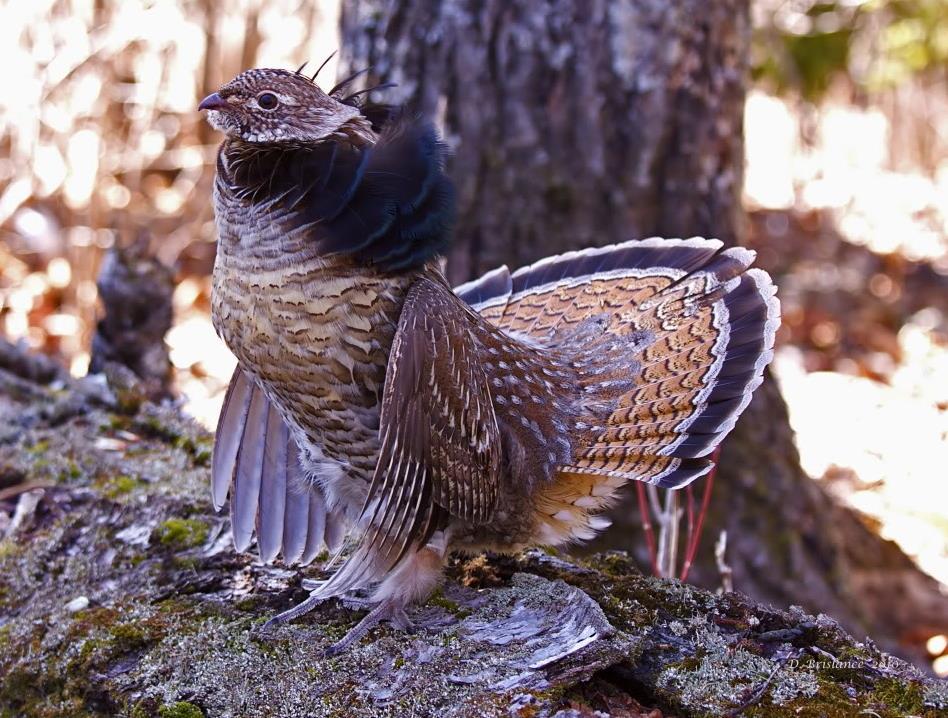 Ruffed Grouse spring drumming
