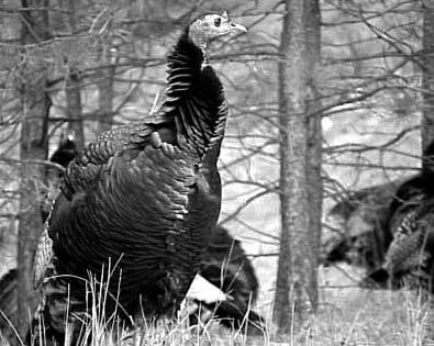 Wild Turkey Population Trends Materials needed: Paper data forms or hand-held computer/gps unit with CyberTracker software.