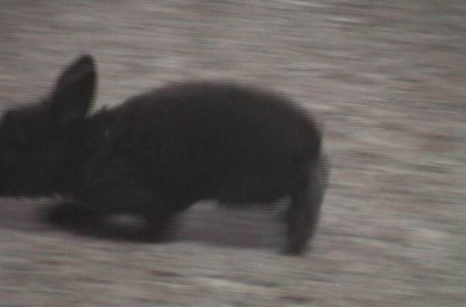 The postures of the rabbit were observed, recorded and written into the motion script and edited with script numbers.