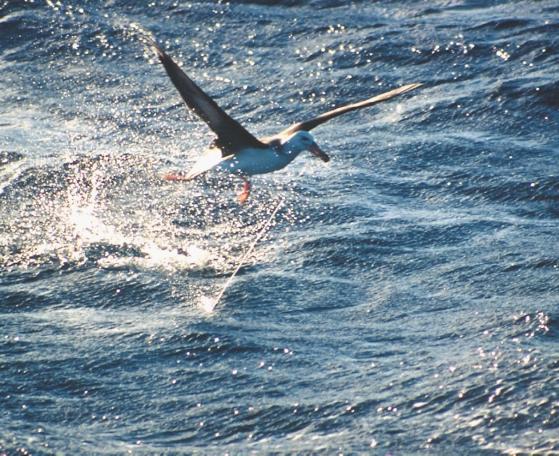 THE PROBLEM PHOTO: FABIO OLMOS { } The albatross pictured above is already doomed, having snatched a bait