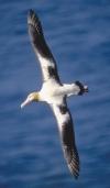 Three albatross species occur regularly in the North Pacific. All are at serious risk from U.S.-based and other longliners.