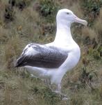 { } Will longlining cause the extinction of albatrosses? 16 of the world s 21 albatross species are now considered Threatened with extinction under IUCN-World Conservation Union criteria.