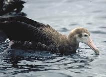 in population declines for many threatened around the world include: Antipodean Albatross (juvenile) This species has a small world population of less than 12,000 breeding pairs.