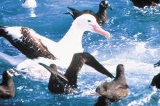 PHOTO: TONY PALLISER Wandering Albatross and Spectacled Petrels The Wandering Albatross is in decline across most of its range because of longlines.