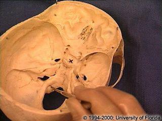 The control of the tongue is through the hypoglossal canal (hole) in the skull. In humans it is twice as large as chimps.