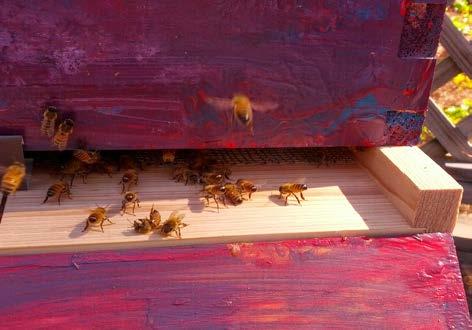 I began keeping bees in the spring of 2014 I have 1 hive in southern Durham. I live in the Parkwood neighborhood.