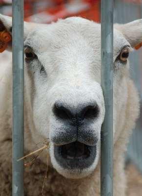 If you put fences around people, you get sheep.