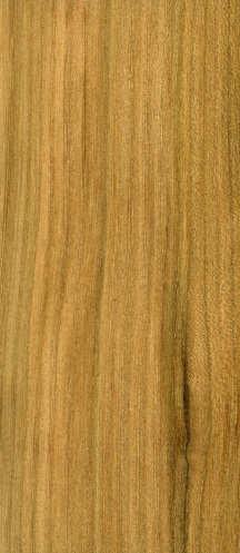 lengths A visually stunning, environmentally friendly exotic timber EUROPEAN ELM - Ulmus spp. European Elm is a naturally beautiful timber with interesting grain and colour.