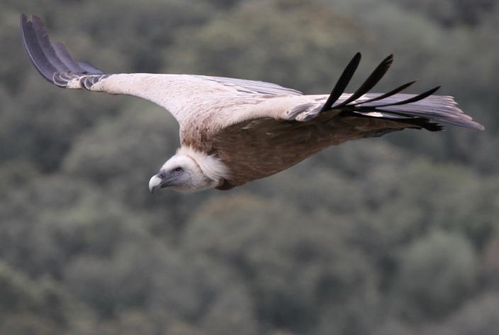 Egyptian Vulture Neophron percnopterus 2+ Cabanas ; 6+ Monfrague NP