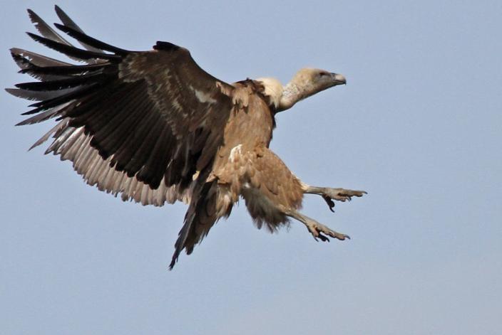 Griffon Vulture Gyps fulvus seen daily but most common in craggy