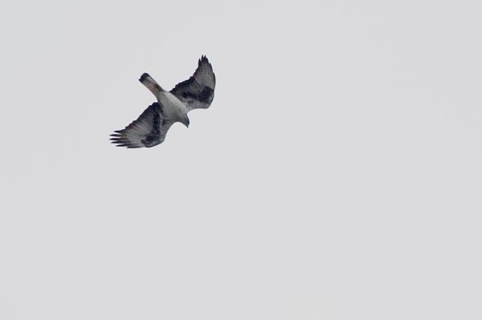 Marta ; pair and a male Pulgosa de Guadiloba near Caceres Sparrowhawk Accipiter nisus 1 Monfrague NP ; 1 Sepulvada area Goshawk A.