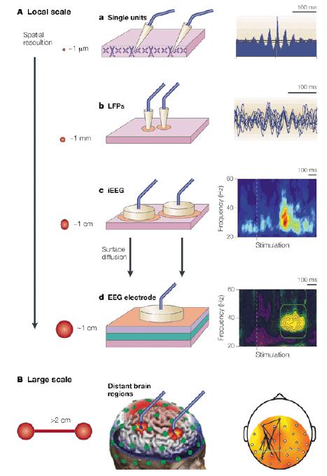 Multiple Scales of Oscillations and Synchrony Membrane potential oscillations in individual cells (intracellular recordings) Local field