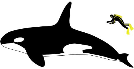 Cetaceans 4 th Grade Curriculum Lesson 4: How big are cetaceans?