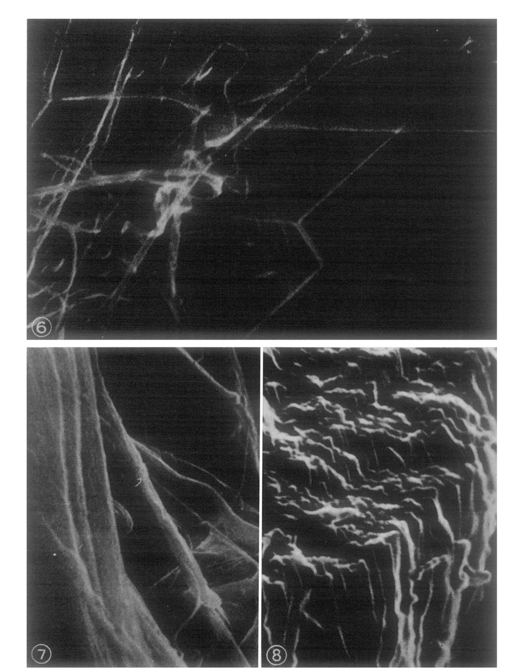 Fig. 6.--High-power view of fibril network. Both straight and curled fibrils are seen. T h e fibrils link round each other, sometimes forming quite complicated knots, x 2o,0oo. Fig. 7.