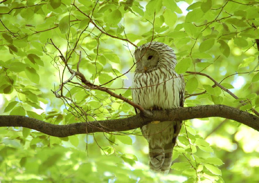 74. Long-eared Owl Asio otus Fantastic views of 32 birds sitting