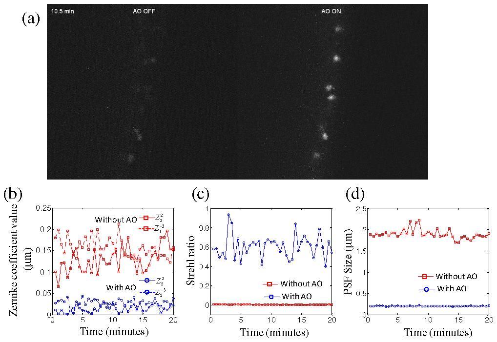 Enabled by fast wavefront measurement and correction ability, AO microscopy using fluorescent protein guide stars can be used for time lapse 4D imaging.