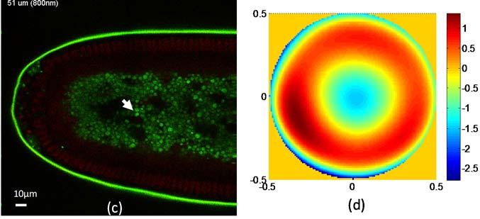 Two-photon images of a Drosophila embryo at a depth of 51 µm with excitation wavelengths of 1000 nm (a), 920 nm (b) and 800 nm (c).