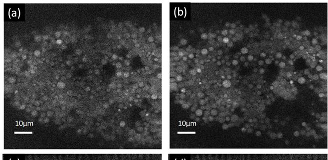 Figure 2.18. Two-photon imaging of a live Drosophila embryo at a depth of 51 µm. The images of yolk autofluorescence before (a) and after correction (b).