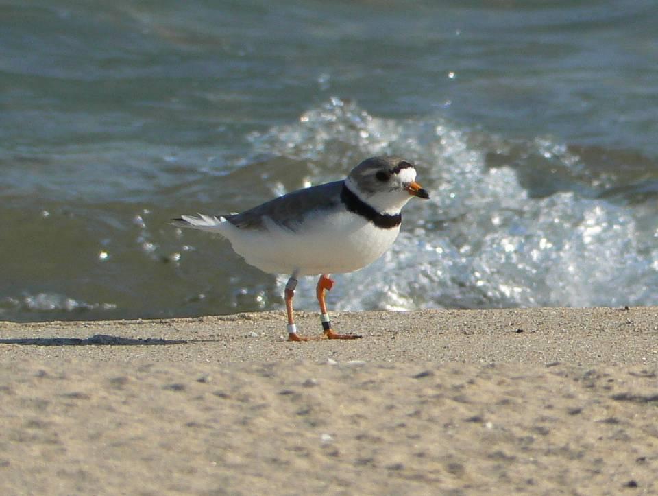Status of the Great Lakes Piping Plover & the Emerging Threat of Type-E E Botulism By Jack