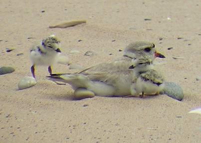 Nesting Behavior and Chronology 3-4 month breeding period Arrive in