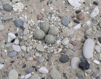 25-31 days Sparsely vegetated beaches with cobble/debris 3-4 eggs