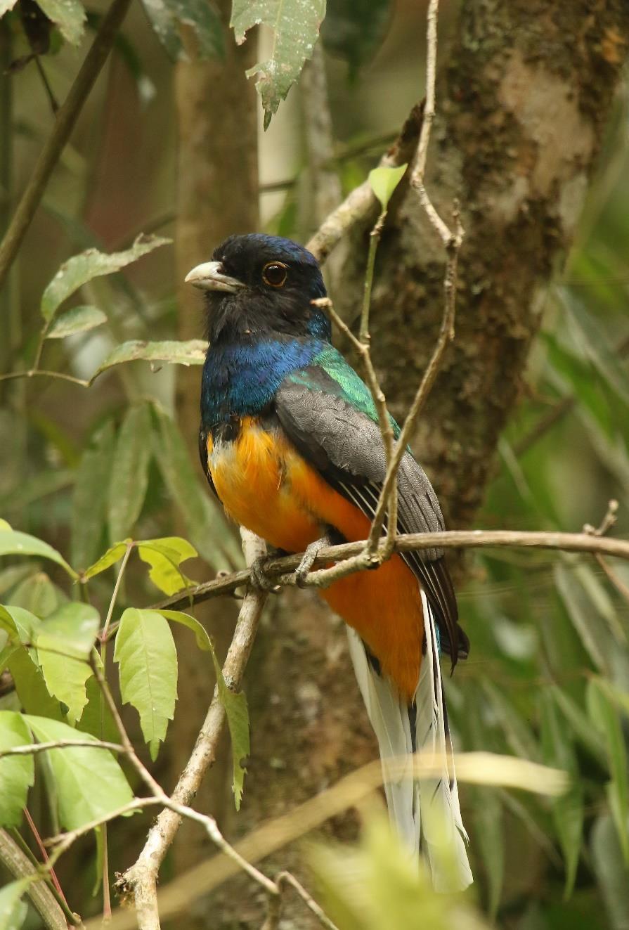 BIRDFINDERS TRIP REPORT BIRDING THE ATLANTIC FOREST 27 TH SEPTEMBER 4 TH