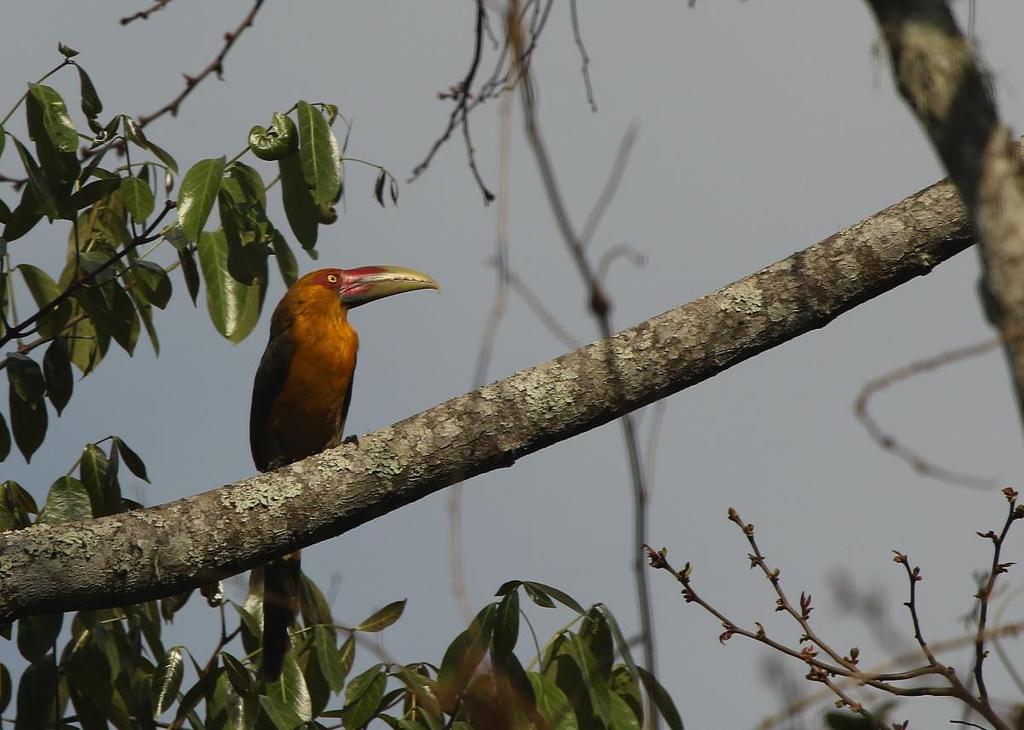 We now arrived at a large expense of native bamboo where we were lucky enough to get a great response from a male White-bearded Antshrike (such a great bird) and a Yellow Tyrannulet, we also had a