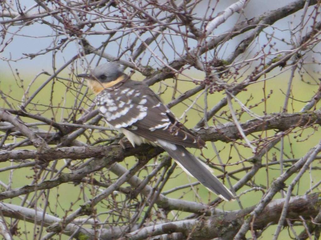 Great Spotted Cuckoo After coffee, we drove past the town of Miajadas, to open arable land where as well as family parties of Common Crane, we watched a female Hen Harrier in unison with a female