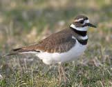 between breeding and wintering grounds Plovers Family Charadriidae Required: 3 Species