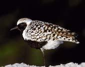 Black-bellied Plover (Pluvialis