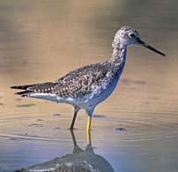 Sandpipers Greater Yellowlegs Greater