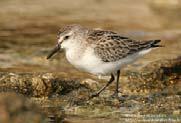 Semipalmated Sandpiper Length = 5 in