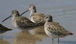 WINTER Long-billed Dowitcher (Limnodromus scolopaceus) Length